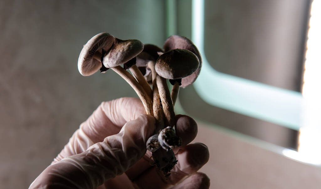 Una dosis experimental de psilocibina provoca una mejoría temporal en una paciente con Alzheimer